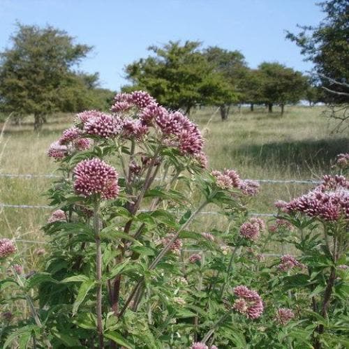 Eupatorium cannabinum - Future Forests