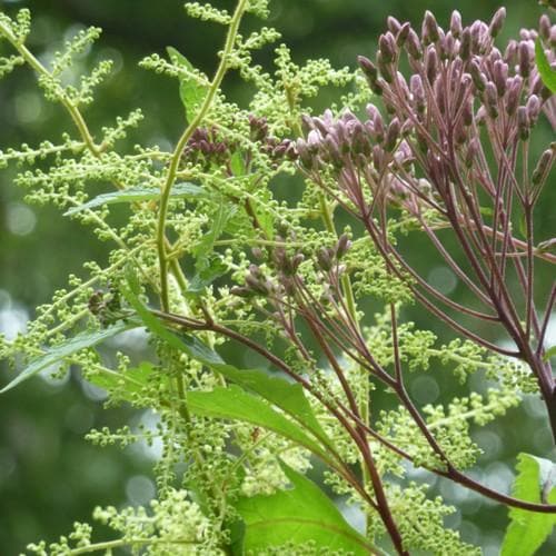 Eupatorium maculatum Purpureum - Future Forests