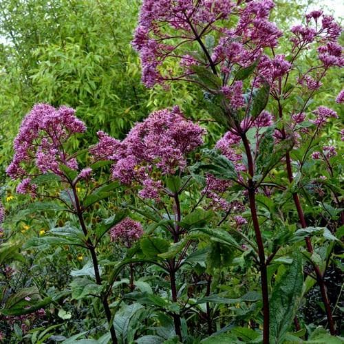 Eupatorium maculatum Purpureum - Future Forests