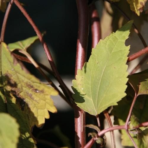 Eupatorium rugosum Chocolate - Future Forests