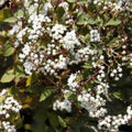Eupatorium rugosum Chocolate - Future Forests