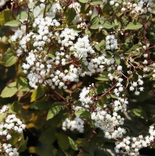 Eupatorium rugosum Chocolate - Future Forests