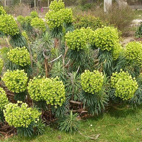 Euphorbia characias subsp. wulfenii