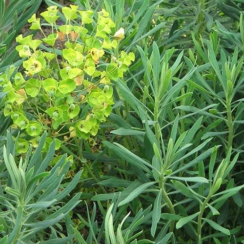 Euphorbia characias subsp. wulfenii