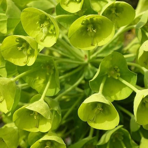 Euphorbia characias subsp. wulfenii