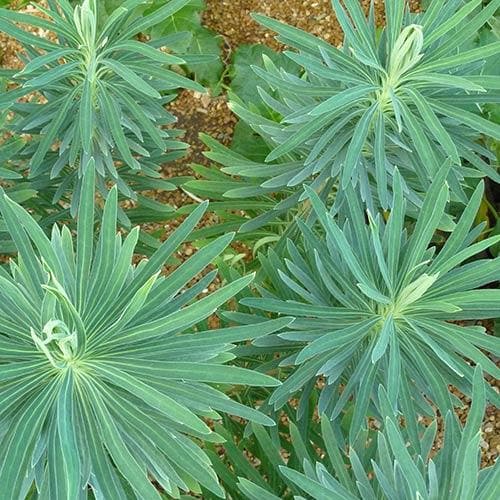 Euphorbia characias subsp. wulfenii