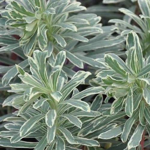 Euphorbia characias Silver Swan