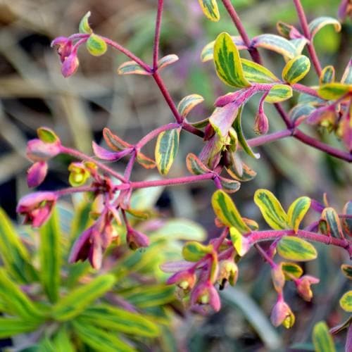 Euphorbia x martini Ascot Rainbow - Future Forests
