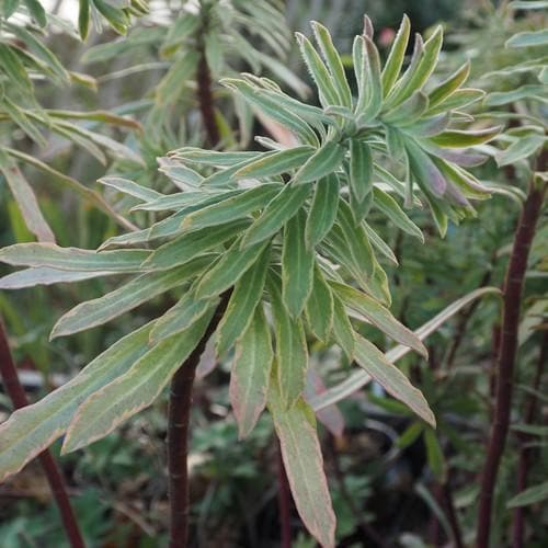 Euphorbia x martini Ascot Rainbow - Future Forests