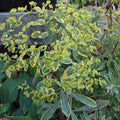 Euphorbia x martini Ascot Rainbow - Future Forests