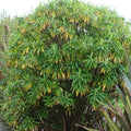 Euphorbia mellifera - Future Forests