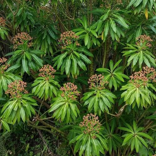 Euphorbia mellifera - Future Forests