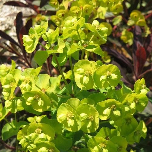 Euphorbia amygdaloides Purpurea - Future Forests