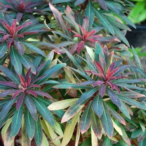 Euphorbia amygdaloides Purpurea - Future Forests