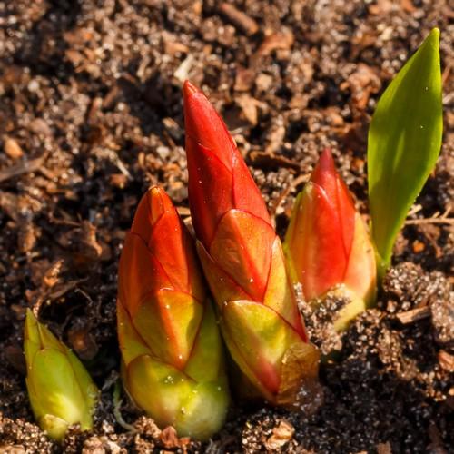 Euphorbia griffithii Fireglow - Future Forests