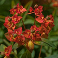 Euphorbia griffithii Fireglow - Future Forests