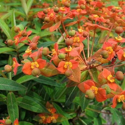 Euphorbia griffithii Fireglow - Future Forests