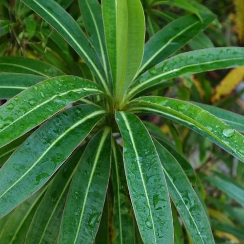 Euphorbia mellifera - Future Forests