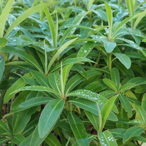 Euphorbia mellifera - Future Forests