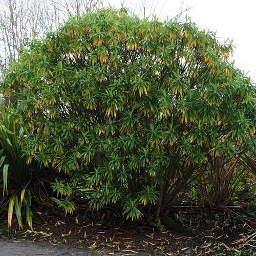 Euphorbia mellifera - Future Forests