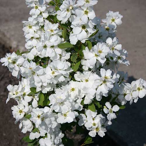 Exochorda racemosa Magical Springtime