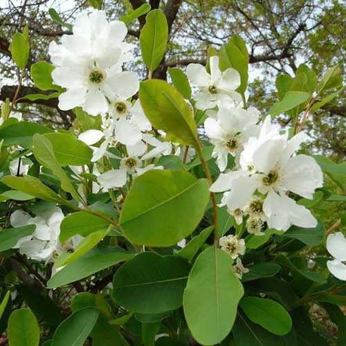 Exochorda macrantha The Bride