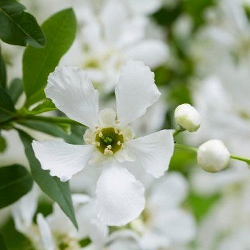 Exochorda racemosa Blushing Pearl