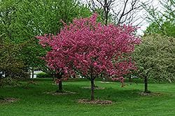 Malus Prairie Fire - Flowering Crab Apple