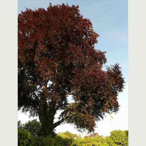 Fagus sylvatica 'Atropunicea' (Hedging) - Future Forests