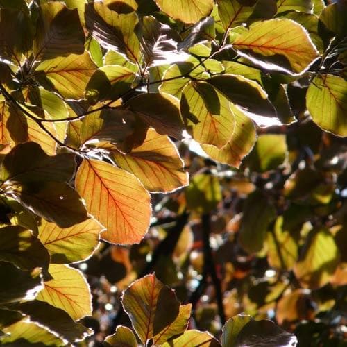 Fagus sylvatica 'Atropunicea' (Hedging) - Future Forests