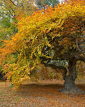 Fagus grandifolia