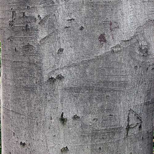 Fagus sylvatica - Green Beech - Future Forests