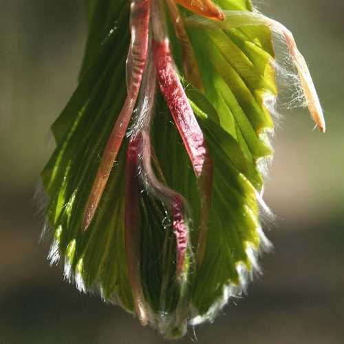 Fagus sylvatica - Green Beech - Future Forests