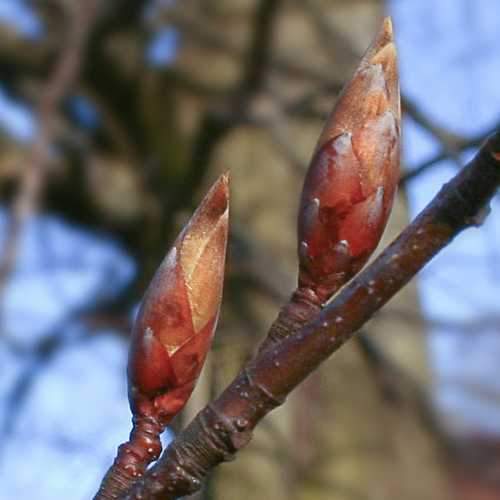 Fagus sylvatica - Green Beech - Future Forests