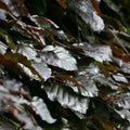 Fagus sylvatica Atropunicea - Copper Beech Bareroot | 2-3ft
