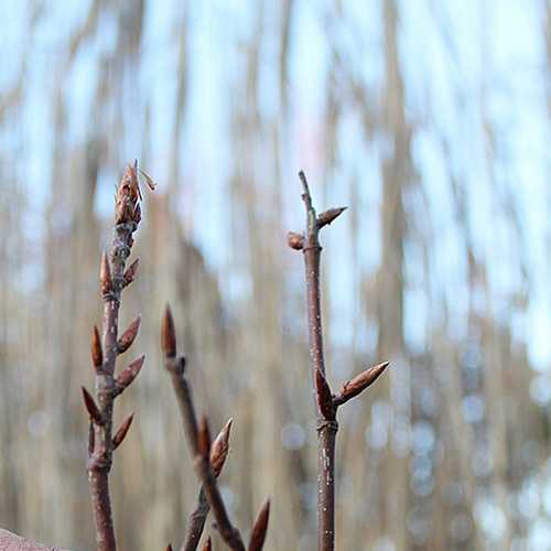 Fagus sylvatica Black Swan - Future Forests