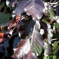 Fagus sylvatica Black Swan - Future Forests