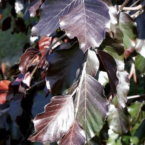 Fagus sylvatica Black Swan - Future Forests