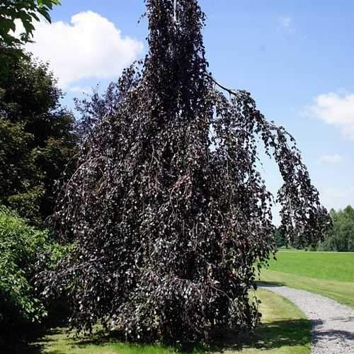 Fagus sylvatica Black Swan - Future Forests