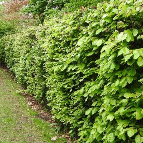 Fagus sylvatica - Green Beech - Future Forests