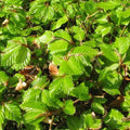 Fagus sylvatica - Green Beech Bareroot | 2-3ft