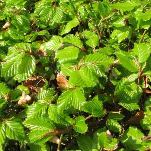 Fagus sylvatica - Green Beech Bareroot | 1-2ft