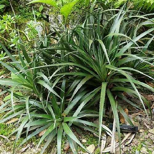 Fascicularia bicolor - Future Forests