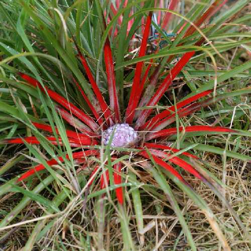 Fascicularia bicolor - Future Forests