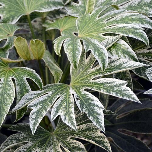 Fatsia japonica Spider's Web