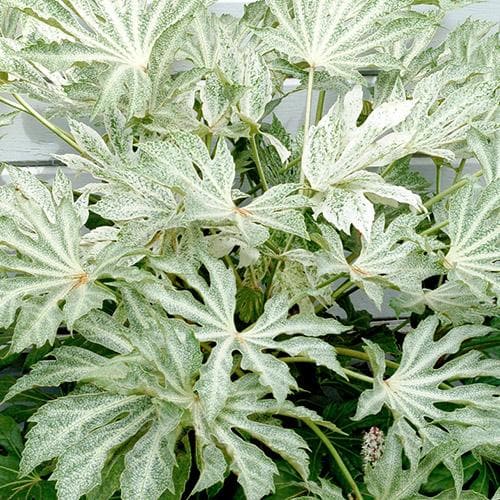 Fatsia japonica Spider's Web