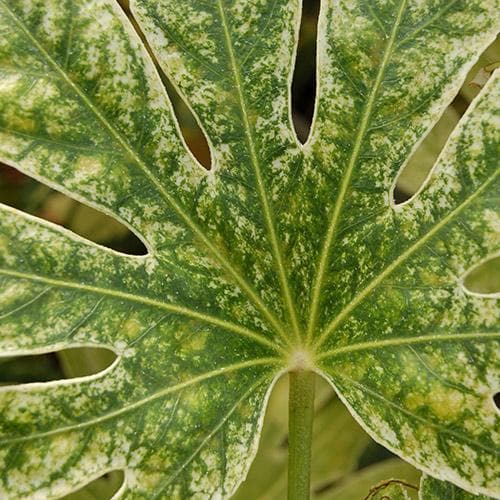 Fatsia japonica Spider's Web