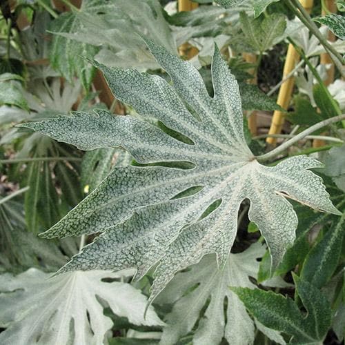 Fatsia japonica Spider's Web