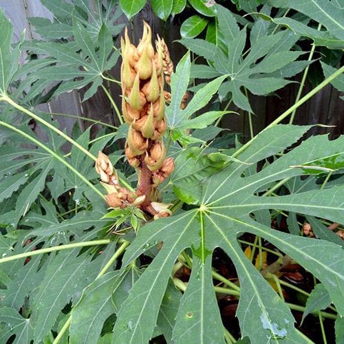 Fatsia polycarpa Green Fingers