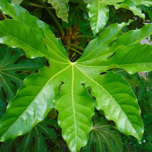 Fatsia japonica - Future Forests